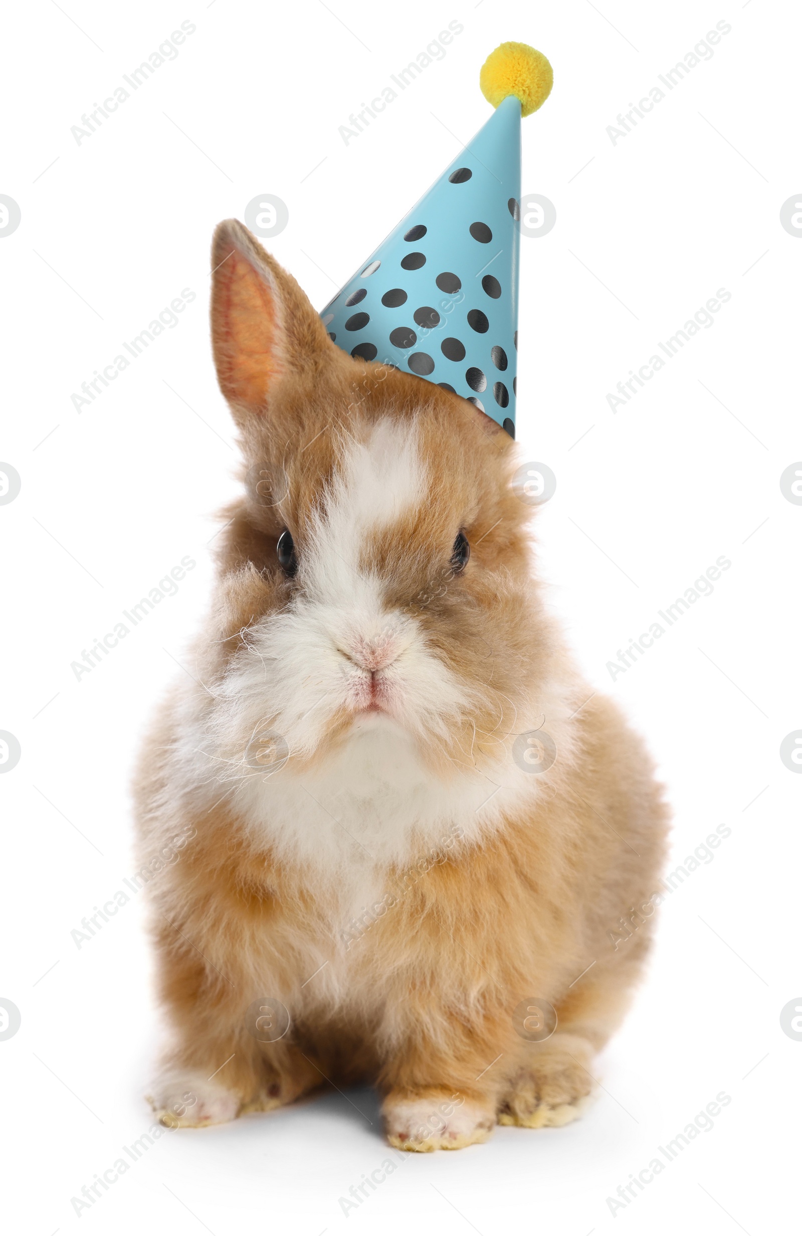 Image of Cute bunny with party hat on white background