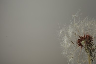 Photo of Beautiful dandelion flower on grey background, closeup. Space for text