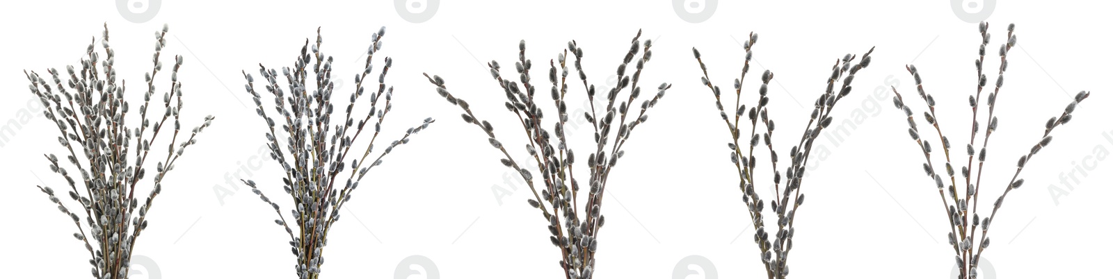 Image of Set with beautiful pussy willow branches on white background. Banner design