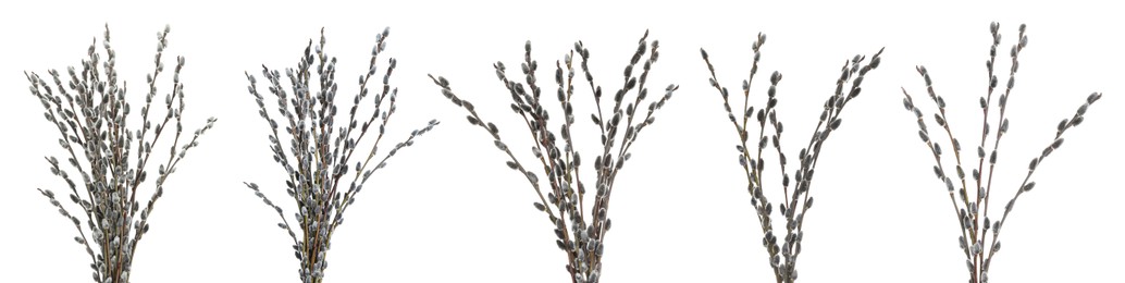 Image of Set with beautiful pussy willow branches on white background. Banner design