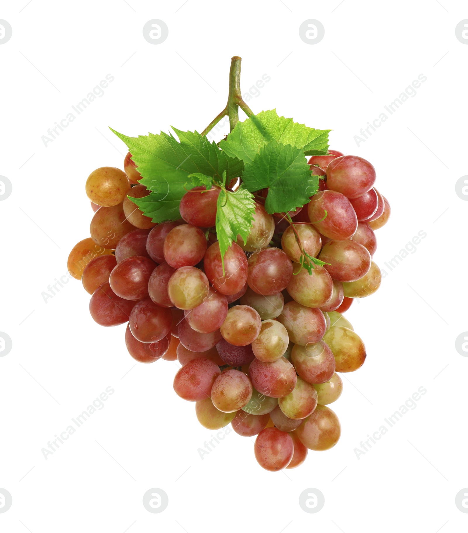 Photo of Bunch of fresh ripening red grapes with leaves isolated on white