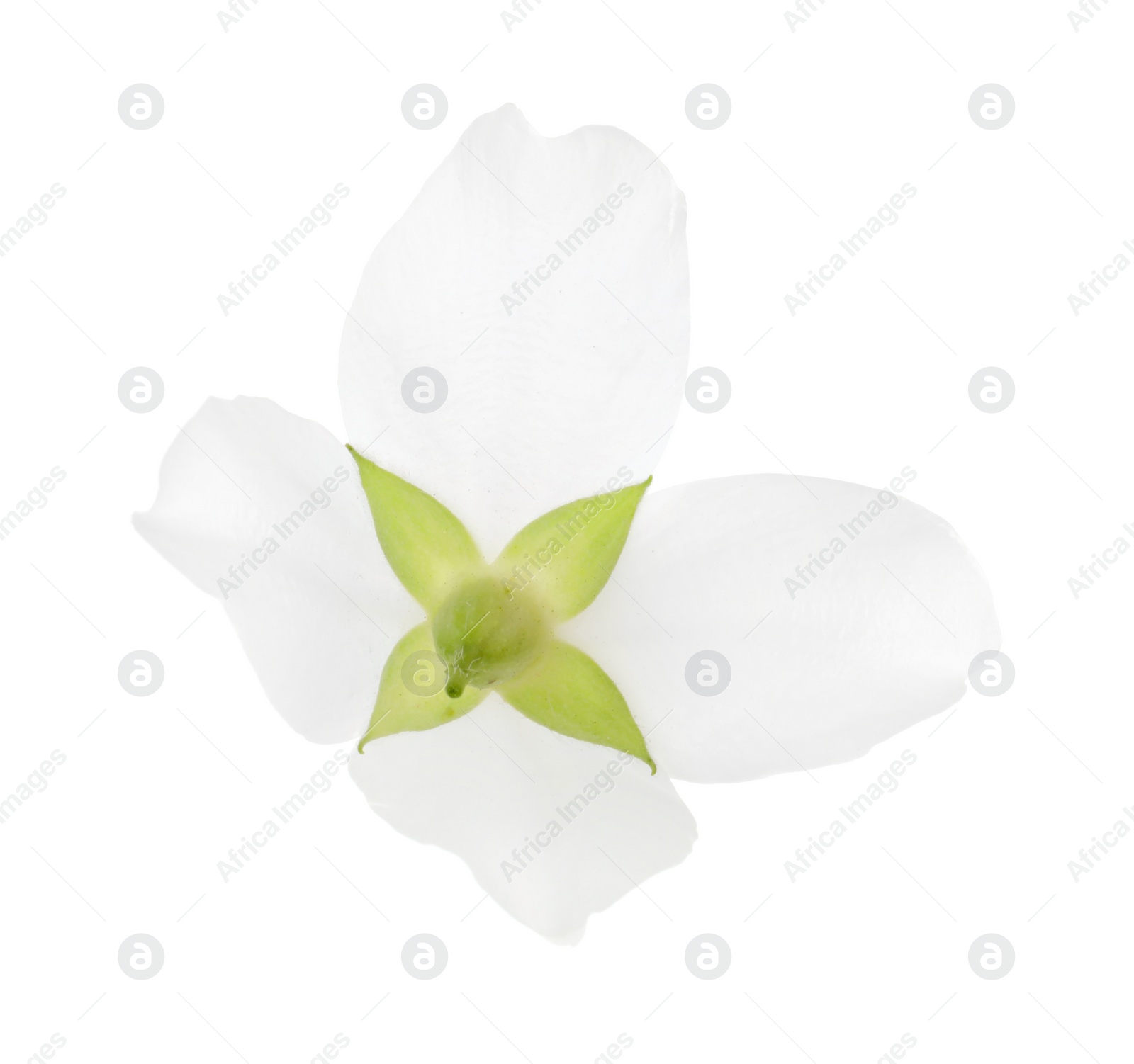 Photo of Beautiful delicate jasmine flower isolated on white