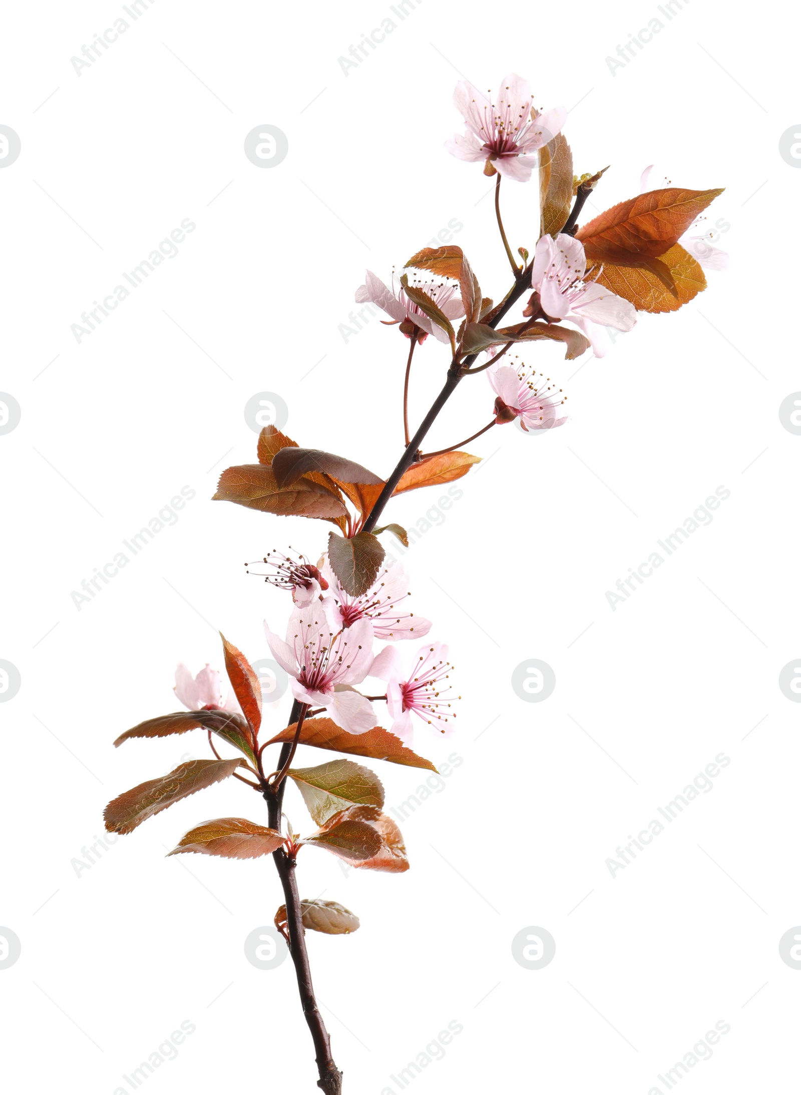 Photo of Beautiful blossoming branch on white background