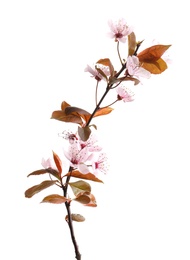 Beautiful blossoming branch on white background