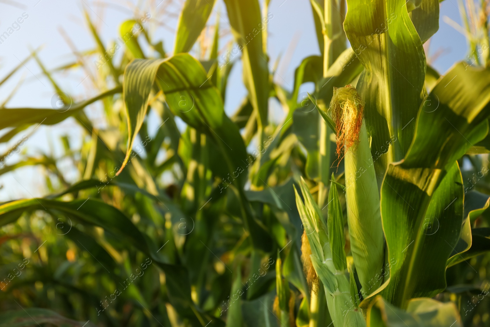 Photo of Beautiful view of corn growing in field, closeup