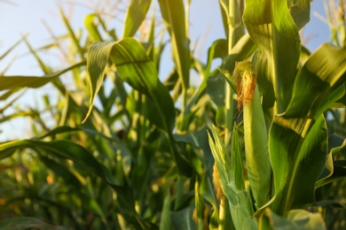 Photo of Beautiful view of corn growing in field, closeup