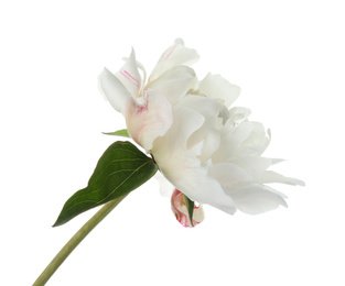 Photo of Beautiful fragrant peony flower isolated on white