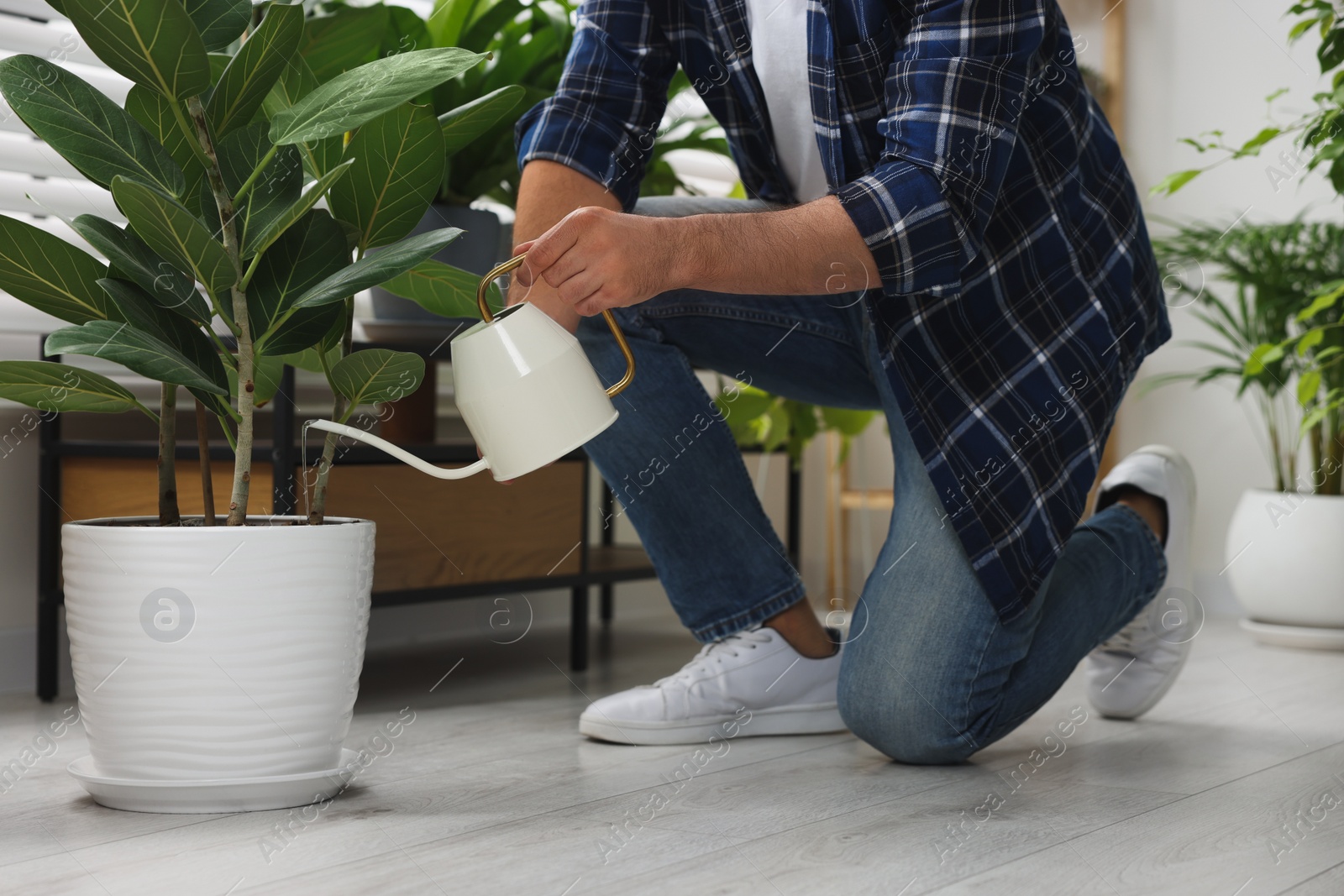 Photo of Man watering beautiful potted houseplants indoors, closeup