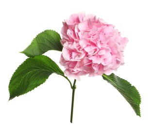 Photo of Branch of hortensia plant with delicate flowers on white background