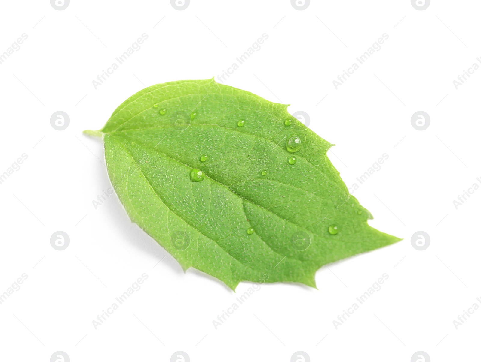 Photo of Green leaf with dew on white background