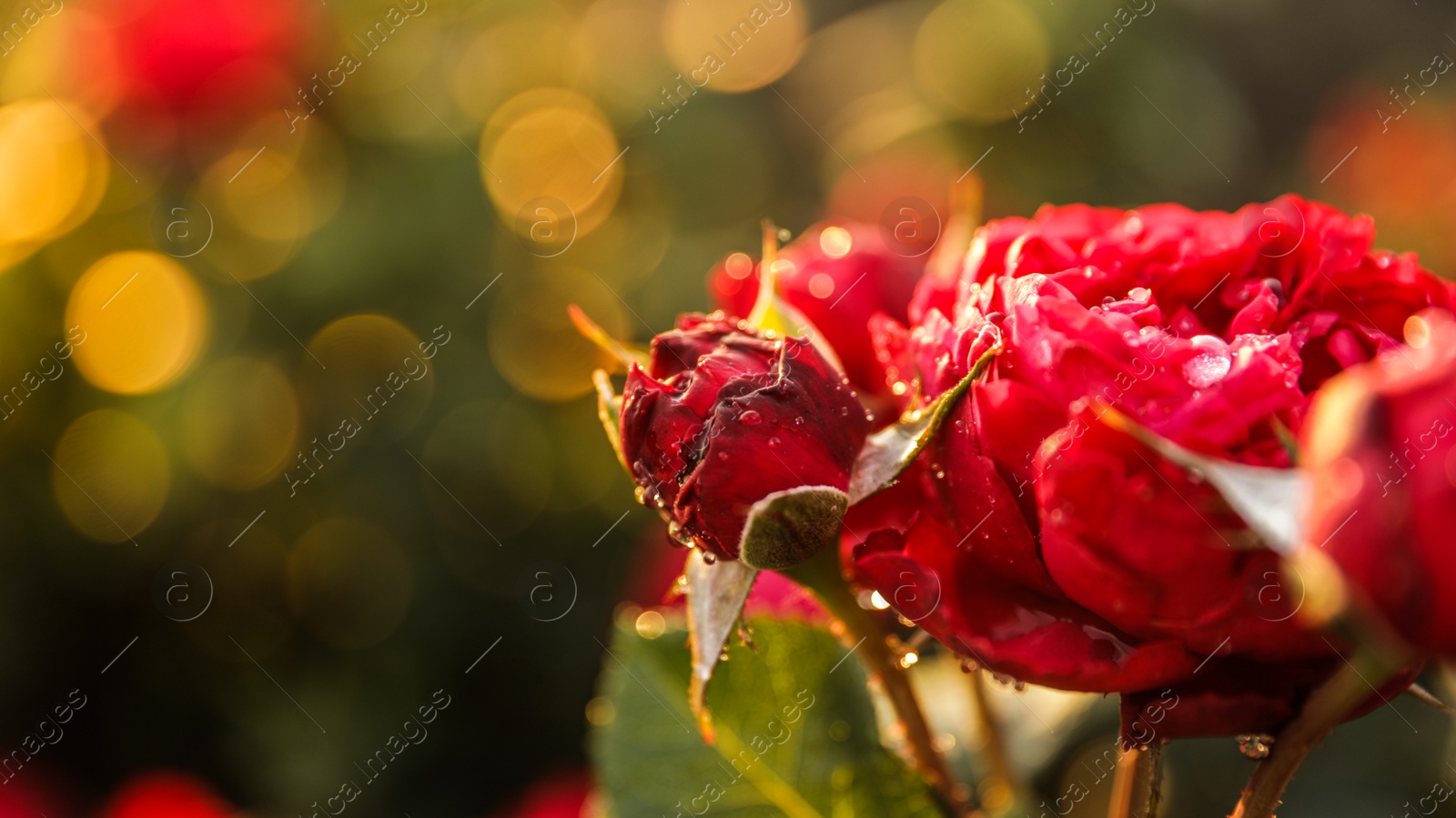 Photo of Beautiful roses in blooming garden on sunny day