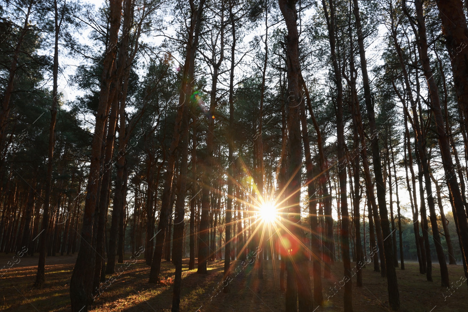 Photo of Beautiful view of sun shining through trees in conifer forest at sunset