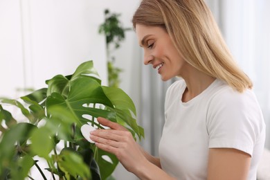 Woman wiping leaves of beautiful houseplant with cotton pad at home