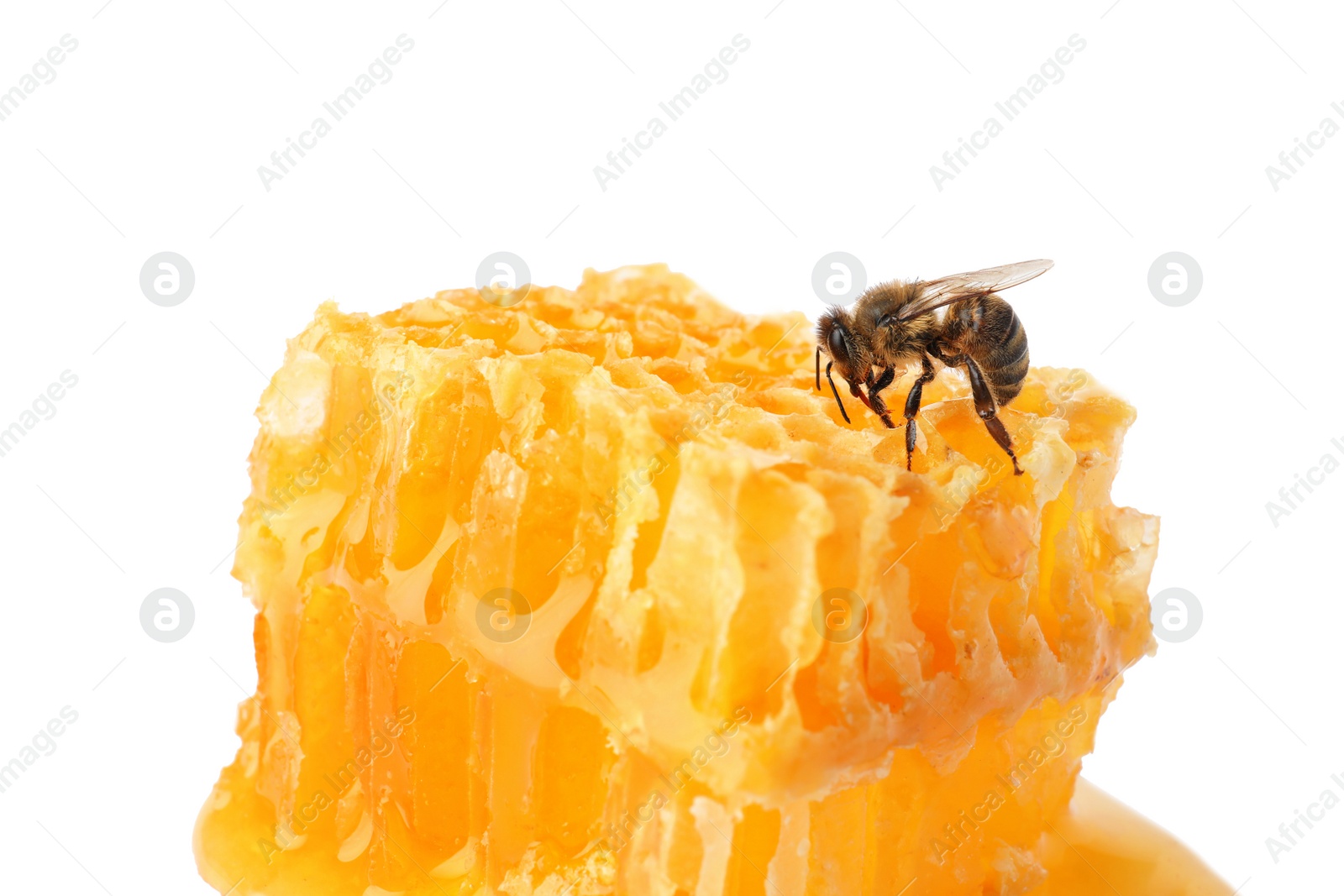 Photo of Honeycomb and bee on white background. Domesticated insect