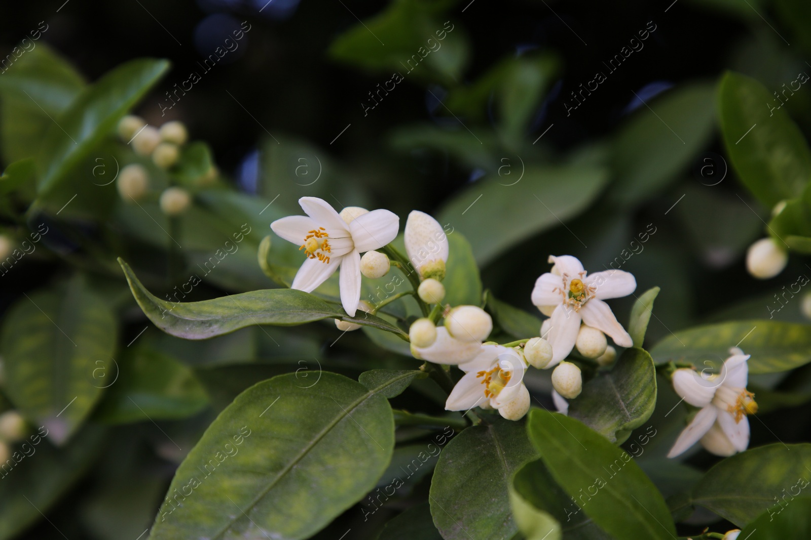 Photo of Beautiful grapefruit flowers blooming on tree branch outdoors