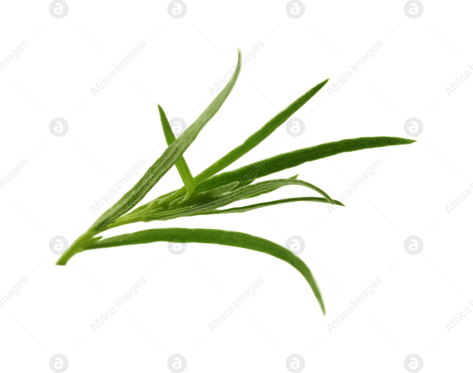 Photo of One sprig of fresh tarragon on white background