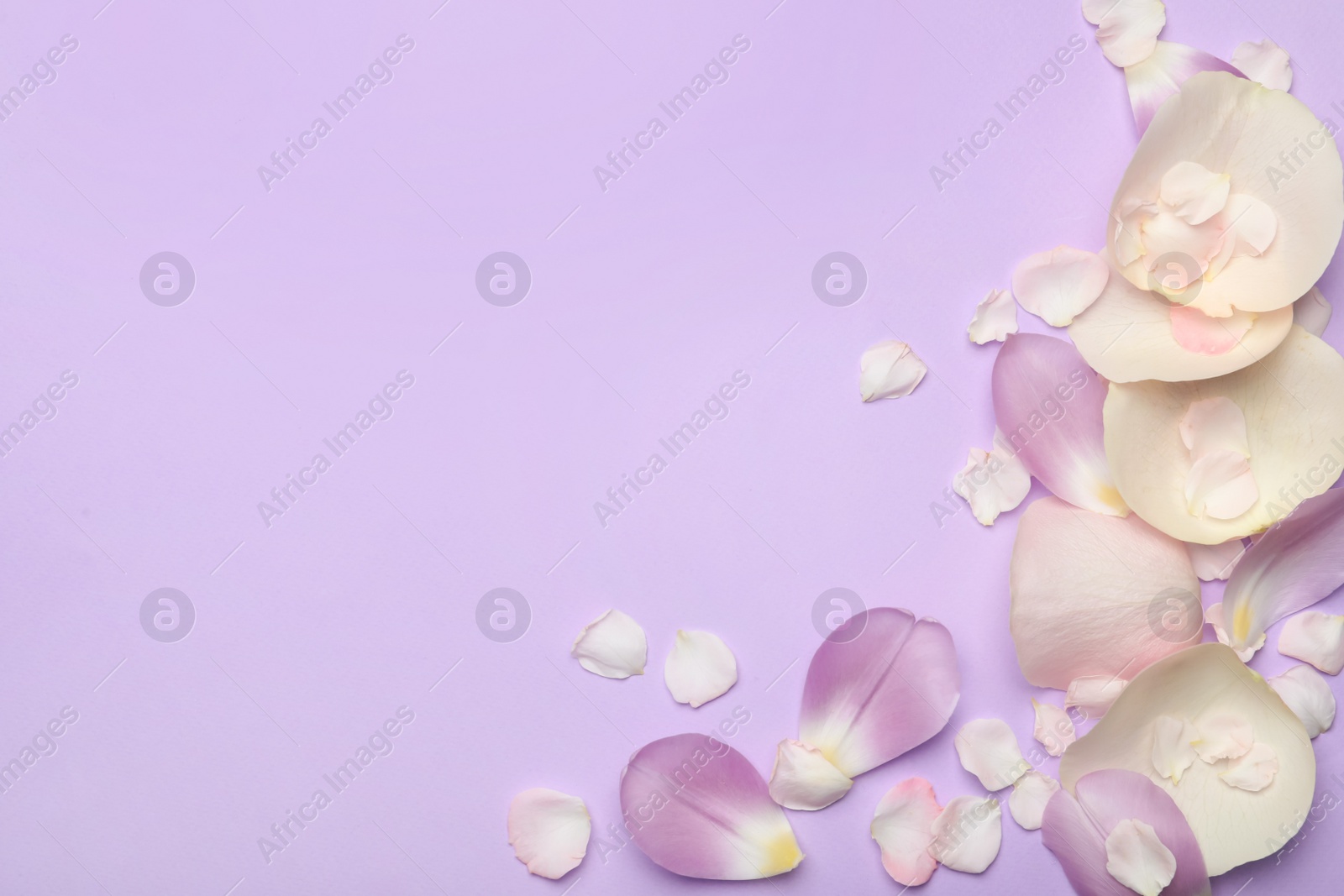 Photo of Beautiful petals on white background, flat lay. Space for text