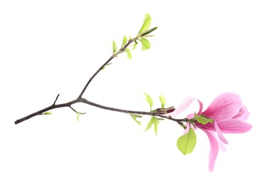 Photo of Beautiful pink magnolia flower isolated on white