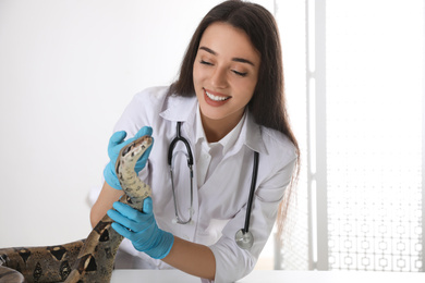 Photo of Young female veterinarian examining boa constrictor in clinic
