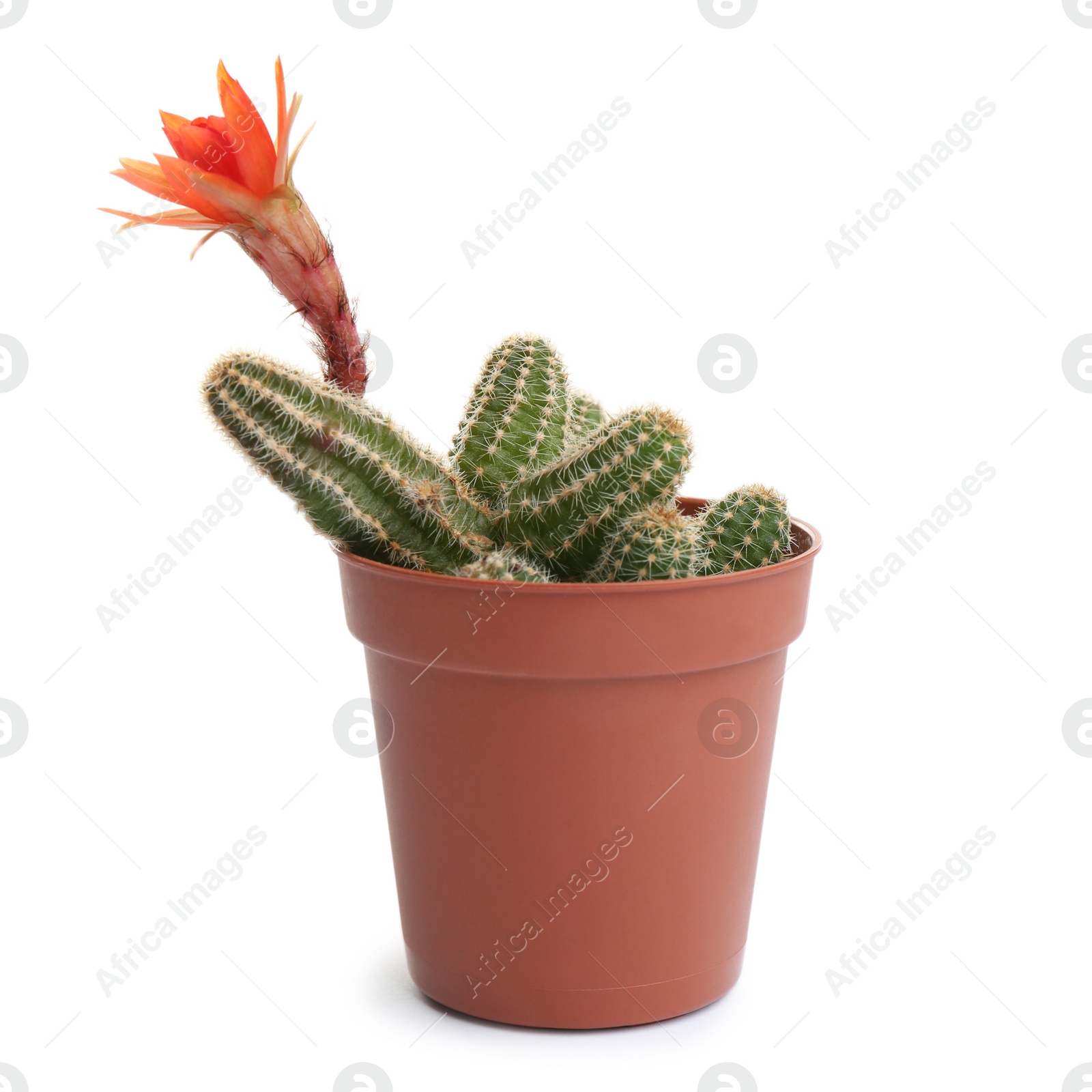 Photo of Cactus (Echinopsis chamaecereus) with beautiful red flower in pot on white background