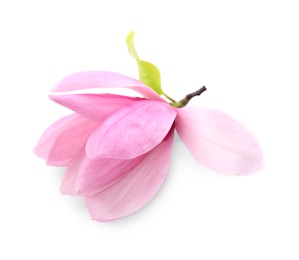 Photo of Beautiful pink magnolia flower isolated on white