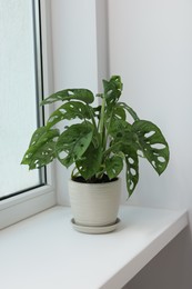 Photo of Monstera in pot on windowsill indoors. House plant