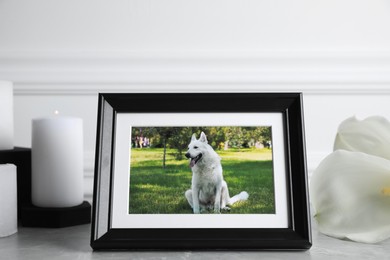 Photo of Frame with picture of dog, burning candles and calla lily flowers on light grey table. Pet funeral