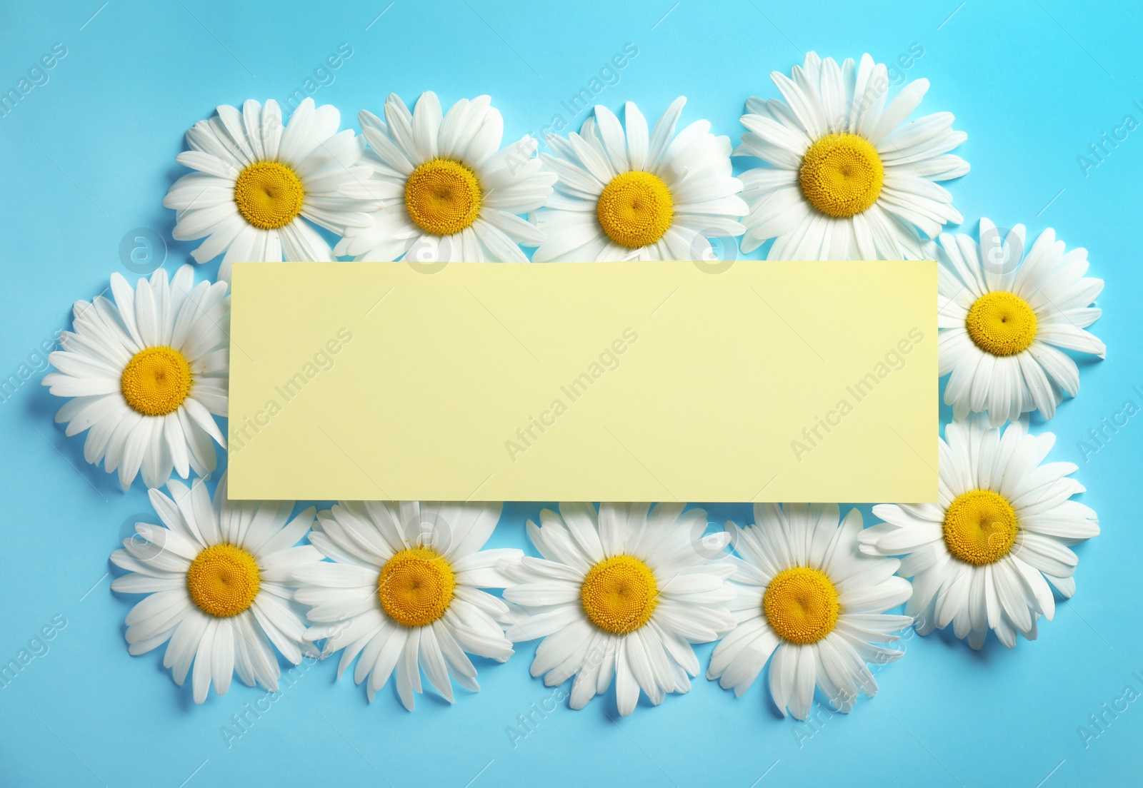 Photo of Flat lay composition with beautiful chamomile flowers and blank card on blue background, space for text