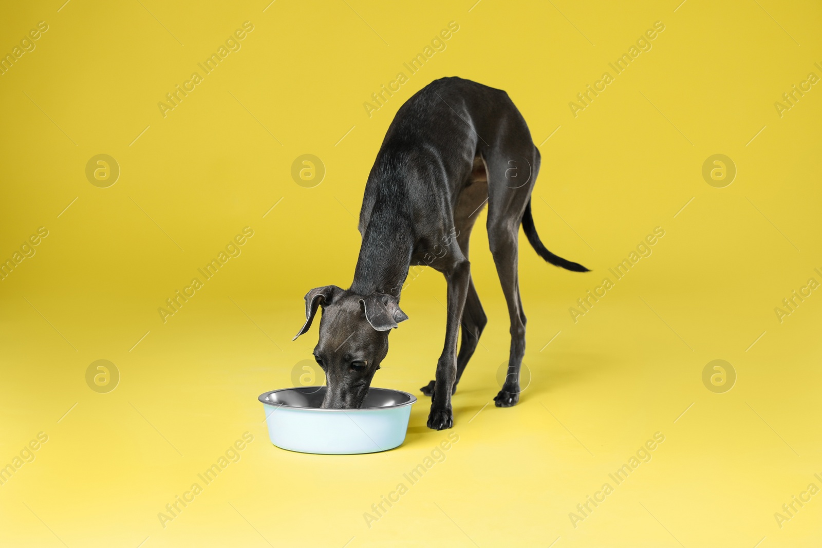 Photo of Italian Greyhound dog eating from bowl on yellow background