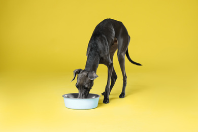 Italian Greyhound dog eating from bowl on yellow background