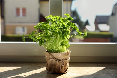 Photo of Potted parsley on windowsill indoors. Aromatic herb