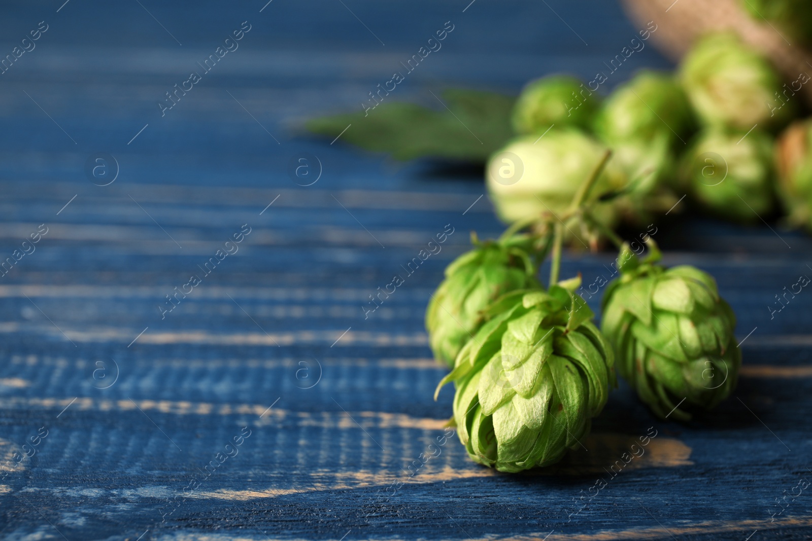 Photo of Fresh green hops and space for text on wooden table. Beer production