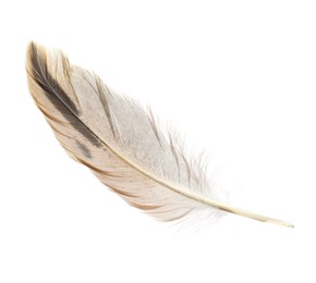 Photo of Beautiful grey bird feather isolated on white