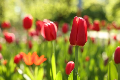 Beautiful red tulips growing outdoors on sunny day, closeup