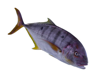 Image of Beautiful bright tuna fish on white background
