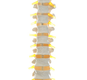 Artificial human spine model isolated on white, closeup