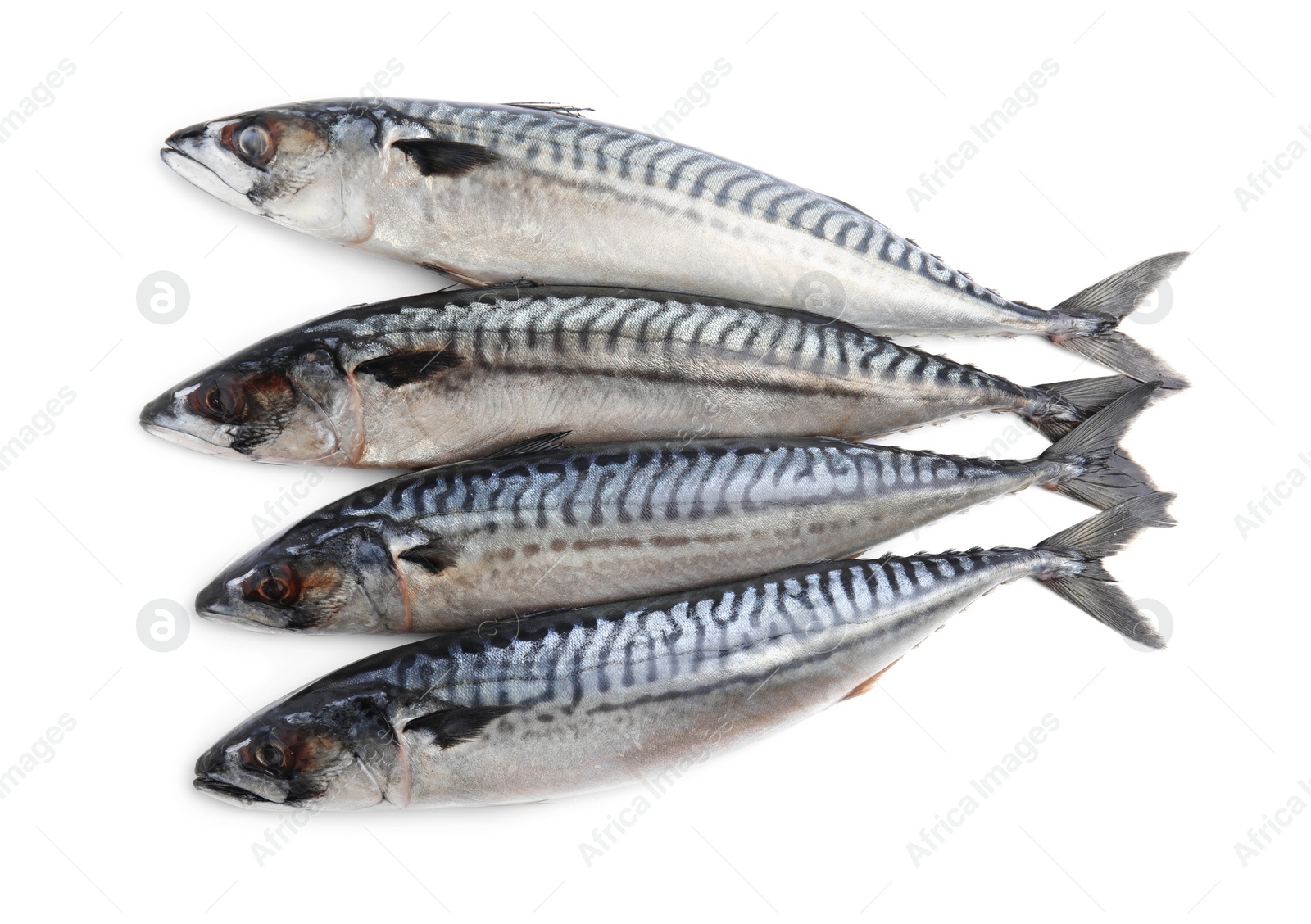 Photo of Many tasty raw mackerels isolated on white