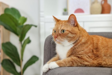 Cute ginger cat lying on armchair at home. Space for text