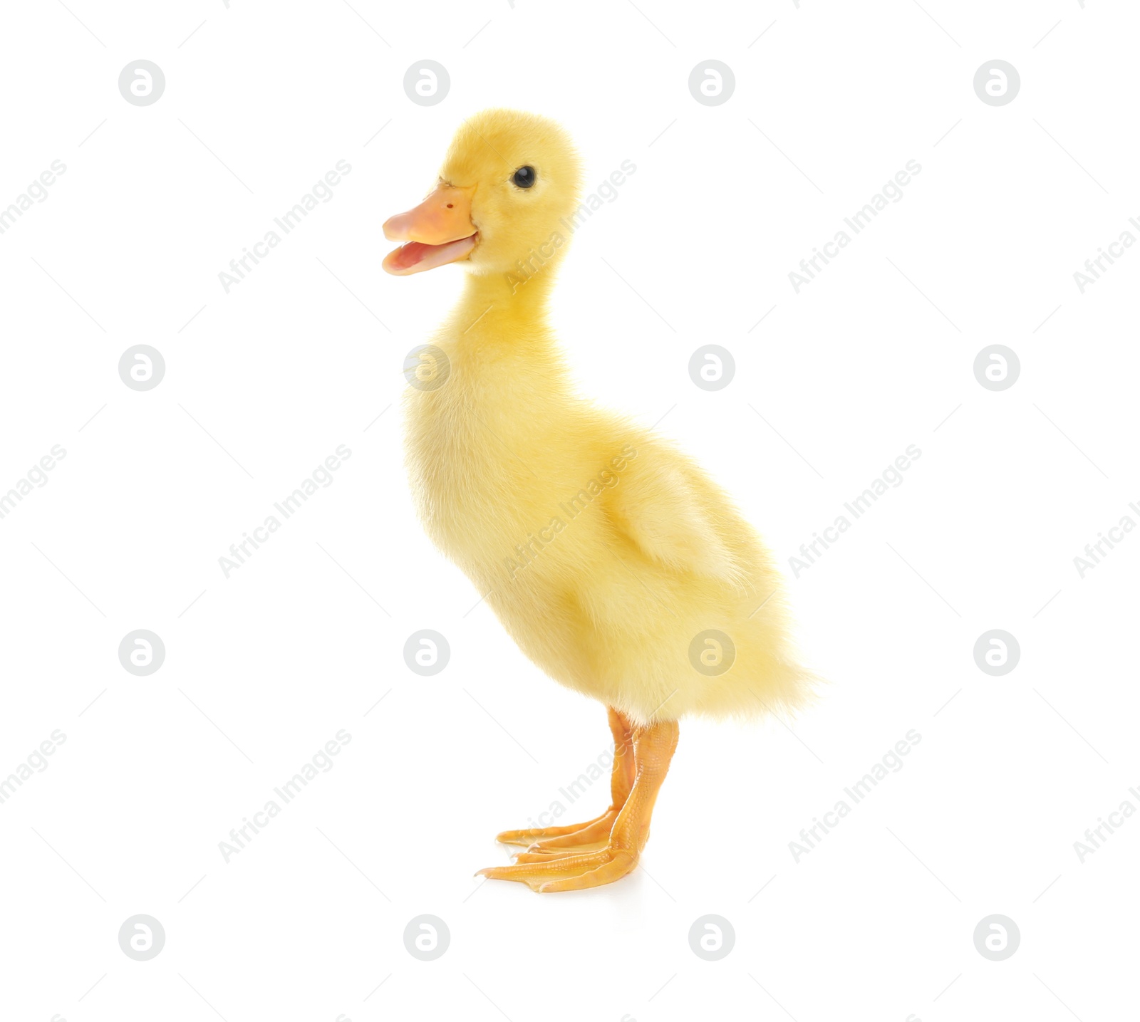 Photo of Cute fluffy baby duckling on white background