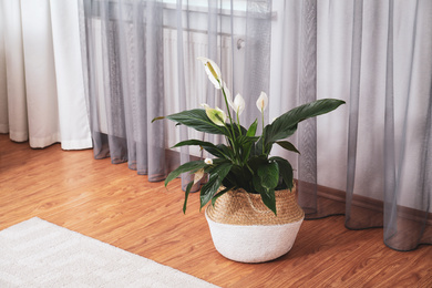 Beautiful peace lily in wicker pot near window indoors. Interior design idea