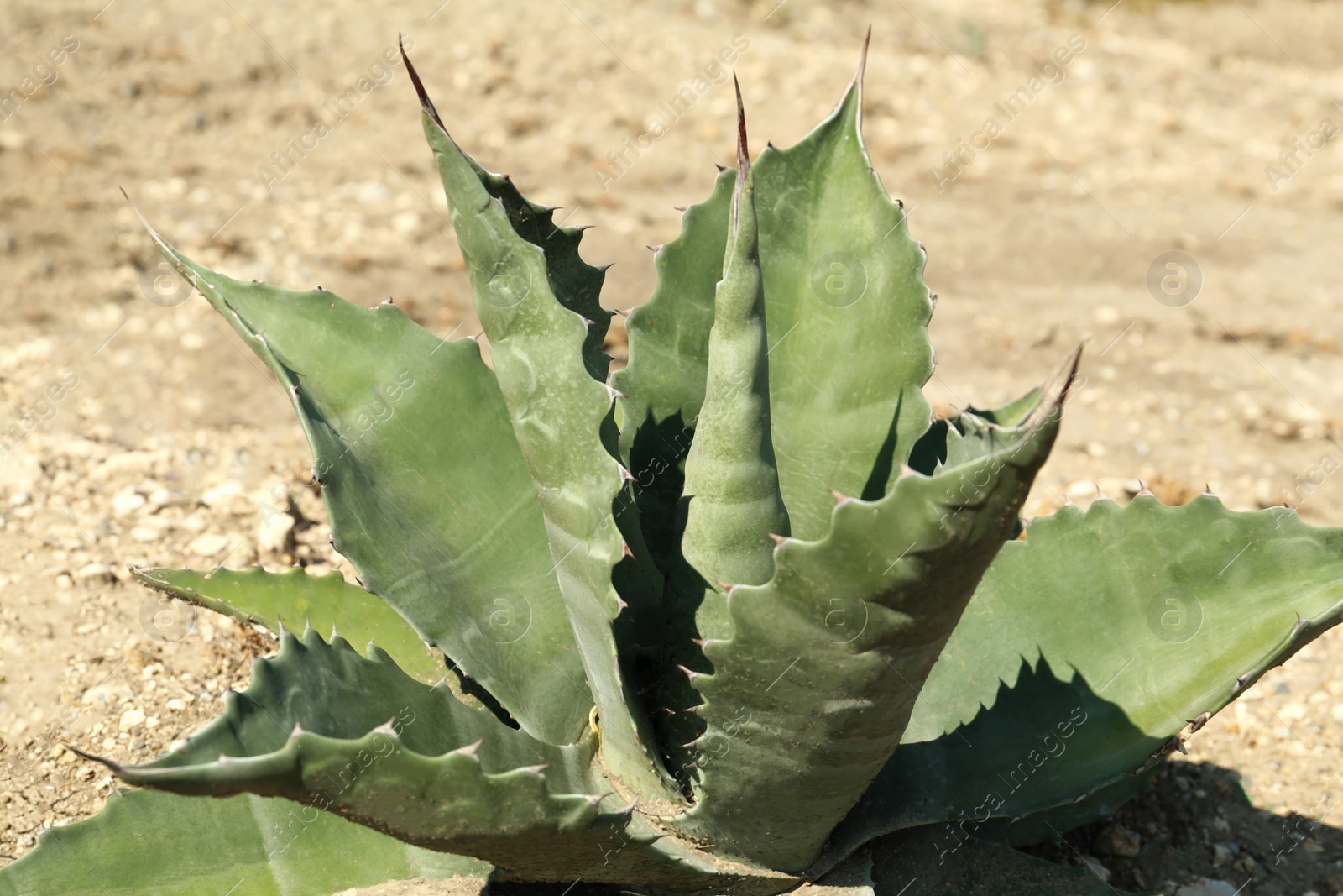 Photo of Beautiful Agave plant growing outdoors on sunny day