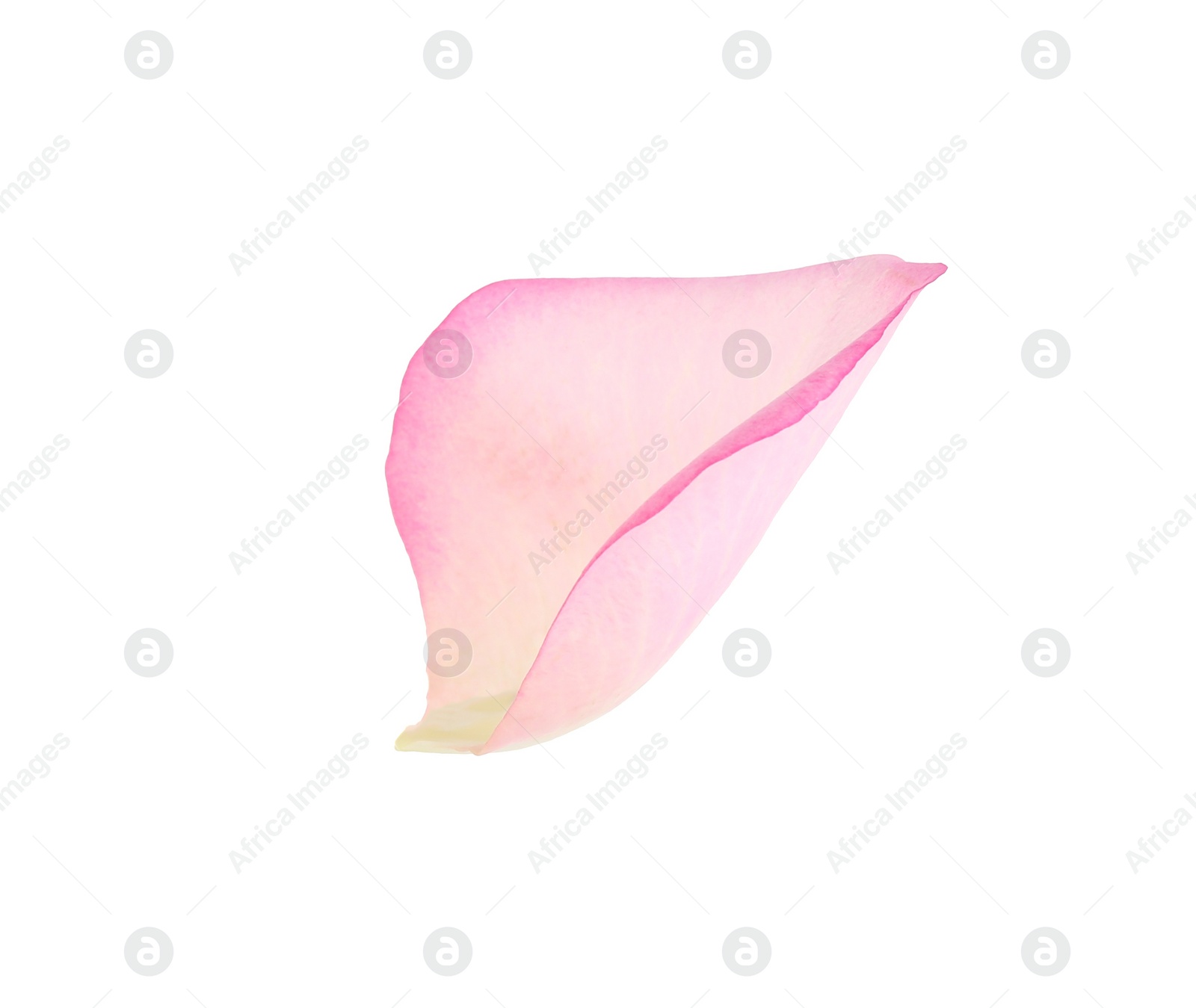 Photo of Tender pink rose petal isolated on white