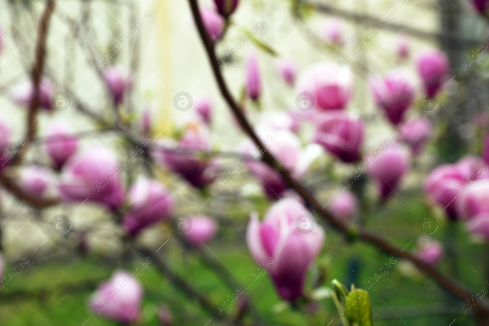 Photo of Blurred view of beautiful magnolia tree with pink blossom outdoors. Bokeh effect