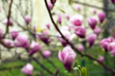 Blurred view of beautiful magnolia tree with pink blossom outdoors. Bokeh effect