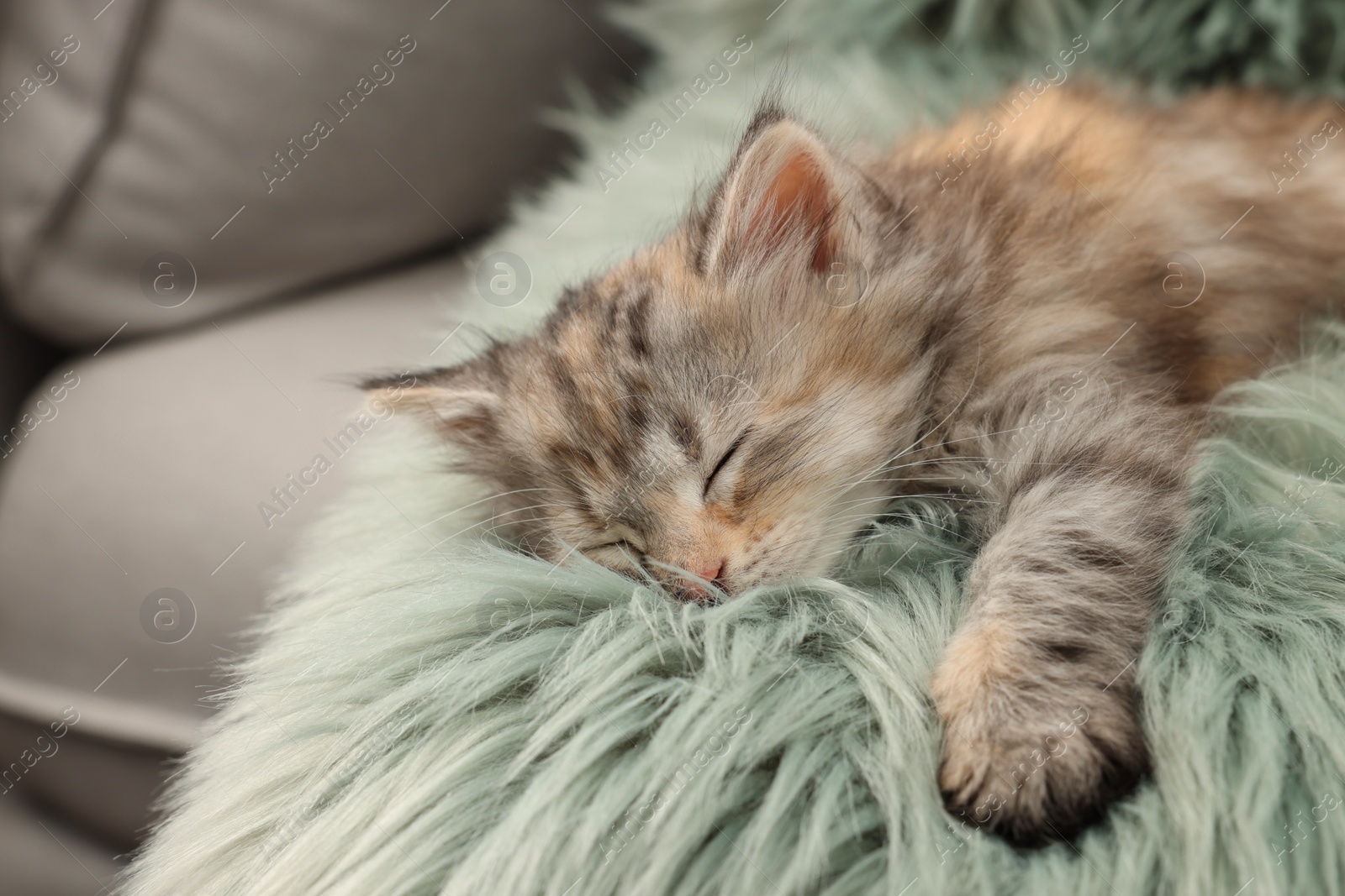 Photo of Cute kitten sleeping on fuzzy rug. Baby animal