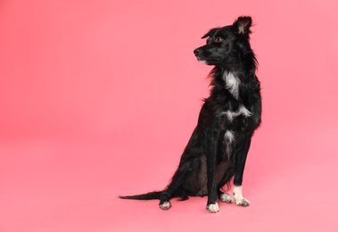 Photo of Cute long haired dog on pink background. Space for text