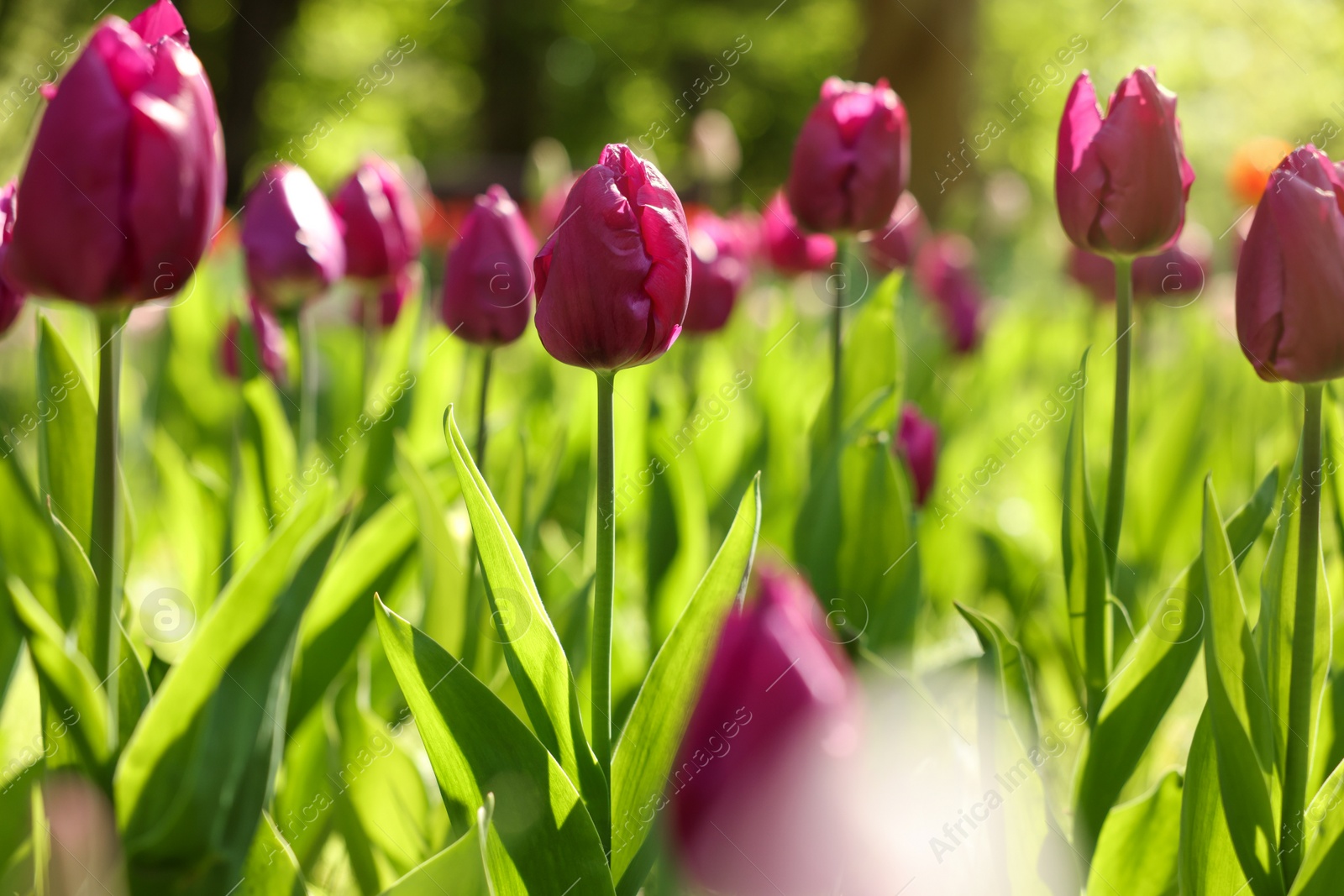 Photo of Beautiful purple tulips growing outdoors on sunny day, closeup