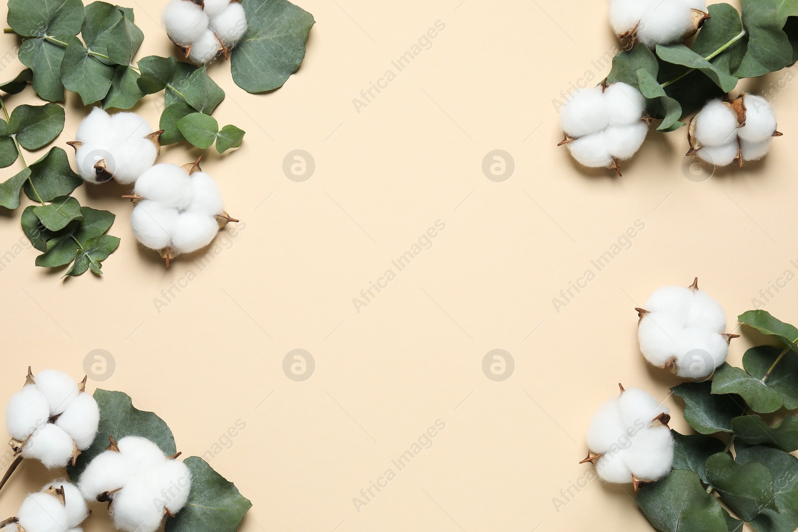 Photo of Cotton flowers and eucalyptus leaves on beige background, flat lay. Space for text