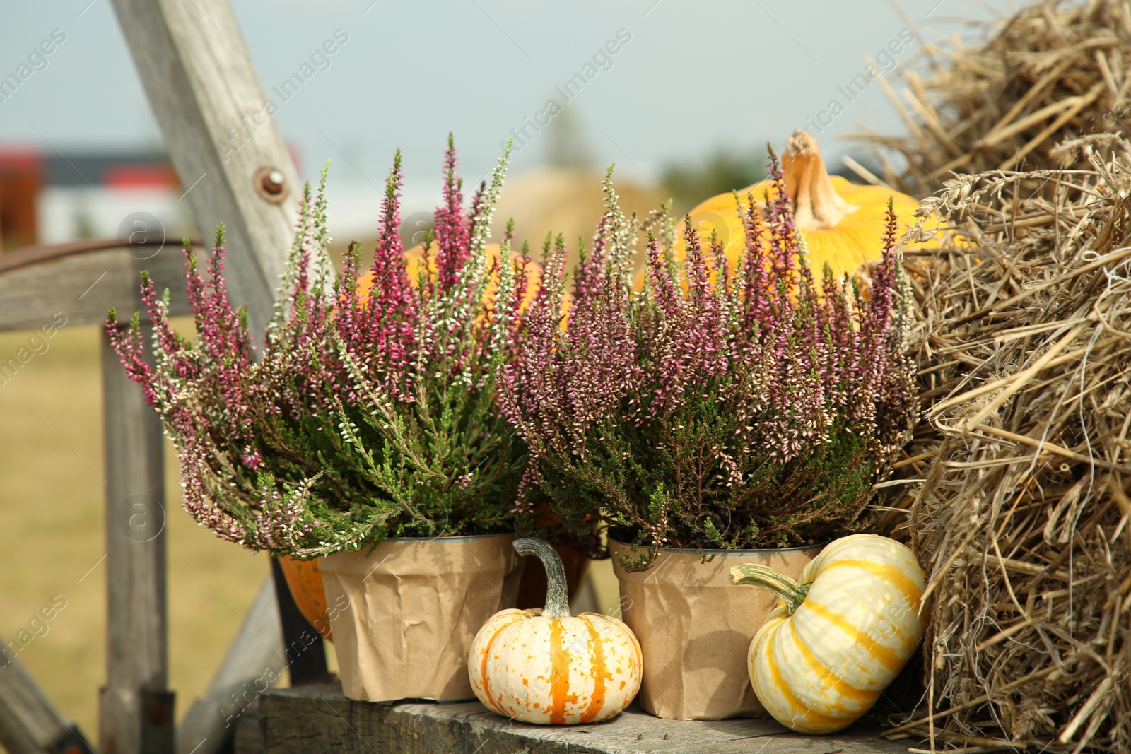 Photo of Beautiful heather flowers in pots, pumpkins and hay in wooden cart outdoors