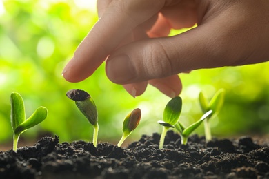 Photo of Woman touching young vegetable seedling outdoors, closeup